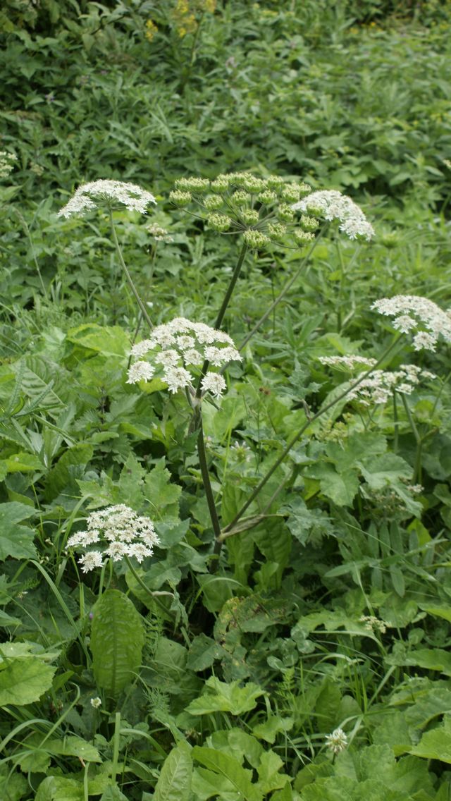 Heracleum sphondylium (Apiaceae)